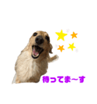 愛犬 塁ちゃんのスタンプ（個別スタンプ：4）