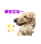 愛犬 塁ちゃんのスタンプ（個別スタンプ：8）