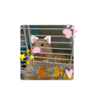 りぼん、ふぶき（個別スタンプ：5）