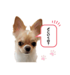 チワワのみるくスタンプ（個別スタンプ：16）