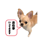 チワワのみるくスタンプ（個別スタンプ：23）