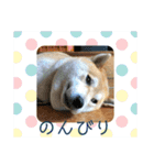 じんちゃんちのななちゃん。（個別スタンプ：13）