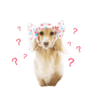 ダックスのマロニーとハルサメ（個別スタンプ：1）