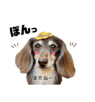 ダックスのマロニーとハルサメ（個別スタンプ：33）
