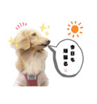 ダックスのマロニーとハルサメ（個別スタンプ：38）