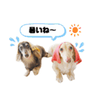 ダックスのマロニーとハルサメ（個別スタンプ：40）