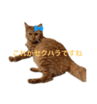全力でじんじゃーをスタンプにしようとした（個別スタンプ：8）