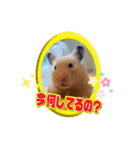 きなこちゃんスタンプ①（個別スタンプ：2）
