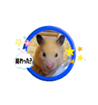 きなこちゃんスタンプ①（個別スタンプ：5）