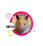 きなこちゃんスタンプ①（個別スタンプ：12）