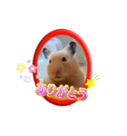 きなこちゃんスタンプ①（個別スタンプ：13）