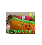 カニンヘンダックス@HERMES-コン（個別スタンプ：10）