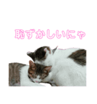 猫の日常ฅ•ω•ฅฅ•ω•ฅPart2（個別スタンプ：1）