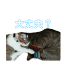 猫の日常ฅ•ω•ฅฅ•ω•ฅPart2（個別スタンプ：2）