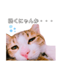 猫の日常ฅ•ω•ฅฅ•ω•ฅPart2（個別スタンプ：3）
