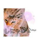 猫の日常ฅ•ω•ฅฅ•ω•ฅPart2（個別スタンプ：5）