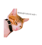 猫の日常ฅ•ω•ฅฅ•ω•ฅPart2（個別スタンプ：8）