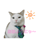 猫の日常ฅ•ω•ฅฅ•ω•ฅ（個別スタンプ：1）