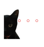 猫の日常ฅ•ω•ฅฅ•ω•ฅ（個別スタンプ：2）