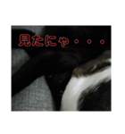 猫の日常ฅ•ω•ฅฅ•ω•ฅ（個別スタンプ：3）