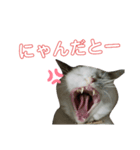 猫の日常ฅ•ω•ฅฅ•ω•ฅ（個別スタンプ：5）