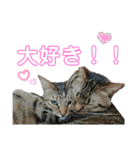 猫の日常ฅ•ω•ฅฅ•ω•ฅ（個別スタンプ：6）