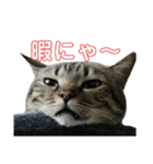 猫の日常ฅ•ω•ฅฅ•ω•ฅ（個別スタンプ：7）