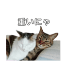 猫の日常ฅ•ω•ฅฅ•ω•ฅ（個別スタンプ：8）