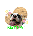 ドッグランナーズ vol.2（個別スタンプ：1）