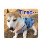 ドッグランナーズ vol.2（個別スタンプ：3）
