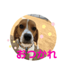 ドッグランナーズ vol.2（個別スタンプ：4）