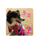 ドッグランナーズ vol.2（個別スタンプ：6）