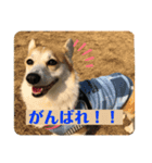 ドッグランナーズ vol.2（個別スタンプ：7）