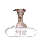 渡辺さん家のイタグレさん（個別スタンプ：14）