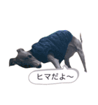 渡辺さん家のイタグレさん（個別スタンプ：18）