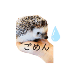 ハリハリネズミくん（個別スタンプ：4）