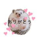 ハリハリネズミくん（個別スタンプ：5）