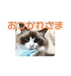 我が家のみりちゃん（個別スタンプ：9）