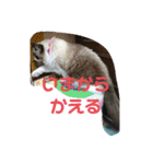 我が家のみりちゃん（個別スタンプ：13）