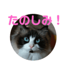 我が家のみりちゃん（個別スタンプ：14）
