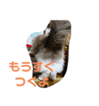 我が家のみりちゃん（個別スタンプ：15）