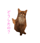 きららの毎日3（個別スタンプ：3）