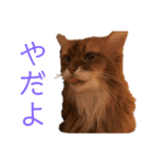 きららの毎日3（個別スタンプ：6）