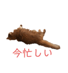 きららの毎日3（個別スタンプ：9）