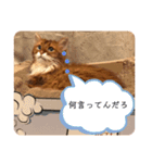 きららの毎日3（個別スタンプ：10）