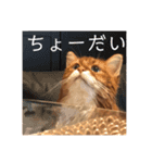 きららの毎日3（個別スタンプ：15）