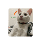 わさびさんⅤ（個別スタンプ：1）