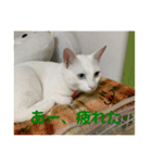 わさびさんⅤ（個別スタンプ：3）