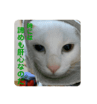 わさびさんⅤ（個別スタンプ：4）