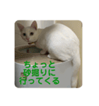 わさびさんⅤ（個別スタンプ：5）